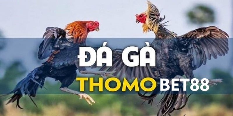 Đá Gà Thomo Bet88